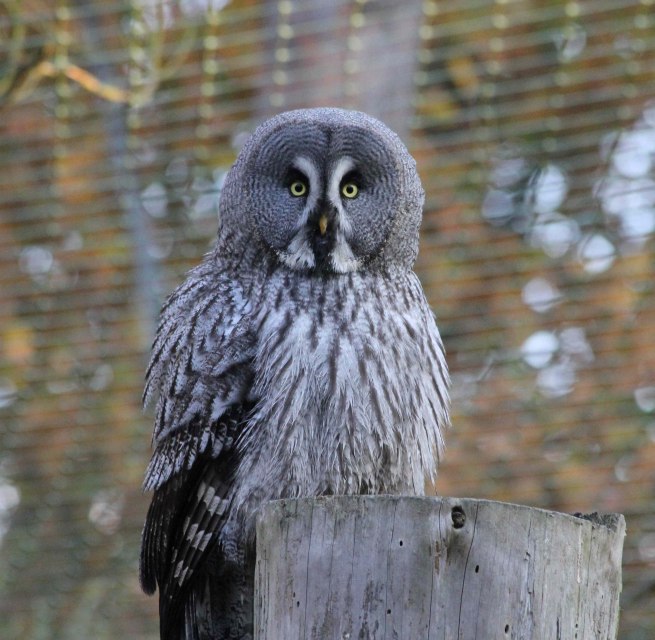 Great horned owl in the Wildpark-MV, © Wildpark-MV