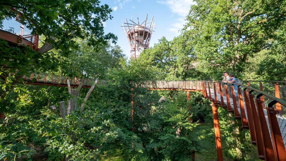 Gezinnen en natuurliefhebbers kunnen de geheimen van bomen ontdekken op het nieuwe boomkroonpad Ivenacker Eichen // © MV-T/Tiemann Gezinnen en natuurliefhebbers kunnen de geheimen van bomen ontdekken op het nieuwe boomkroonpad Ivenacker Eichen // © MV-T/Tiemann