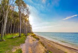 Ghost forest Baltic resort Nienhagen, &copy; OBN