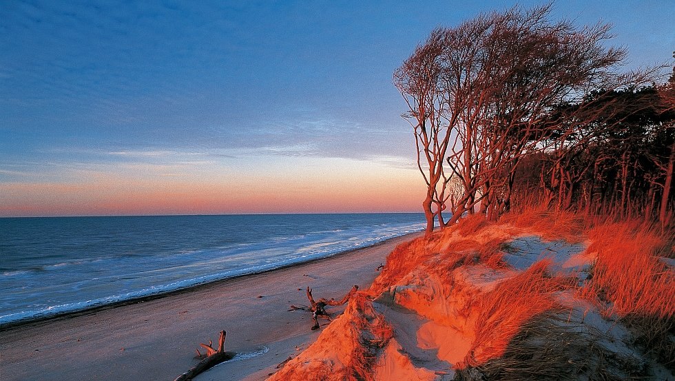 “Windflüchter“ bij zonsopgang op het Darßer Weststrand, Fischland-Darß-Zingst, © TMV/Grundner