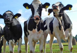 1000 ciężko pracujących krów mlecznych produkuje do dziesięciu milionów kilogramów mleka rocznie // © AGP Lübesse 1000 ciężko pracujących krów mlecznych produkuje do dziesięciu milionów kilogramów mleka rocznie // © AGP Lübesse