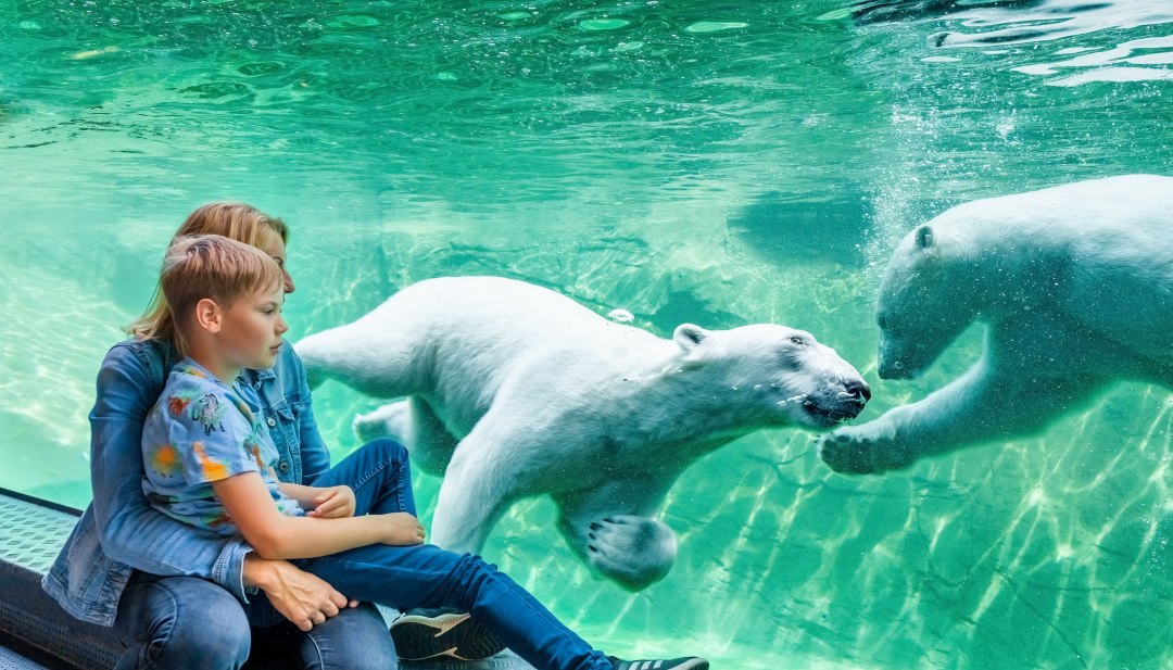 Child with mother watching two swimming polar bears behind glass in the Polarium at Rostock Zoo.