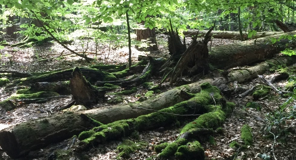 Rondleiding door het UNESCO werelderfgoed "Oude beukenbossen"., © Otto Woit