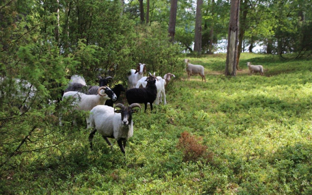 Duin dennenbos_schapen, © Ralf Koch