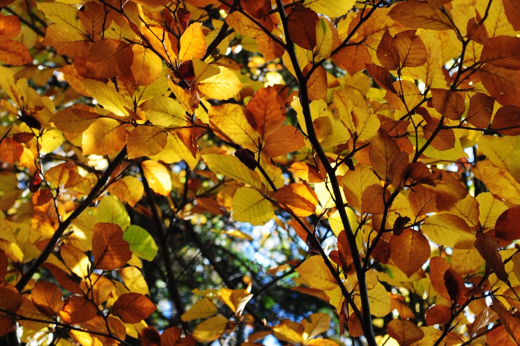 autumn_leaves_susanne_hoffmeister, © S. Hoffmeister, Biosphärenreservatsamt Schaalsee-Elbe