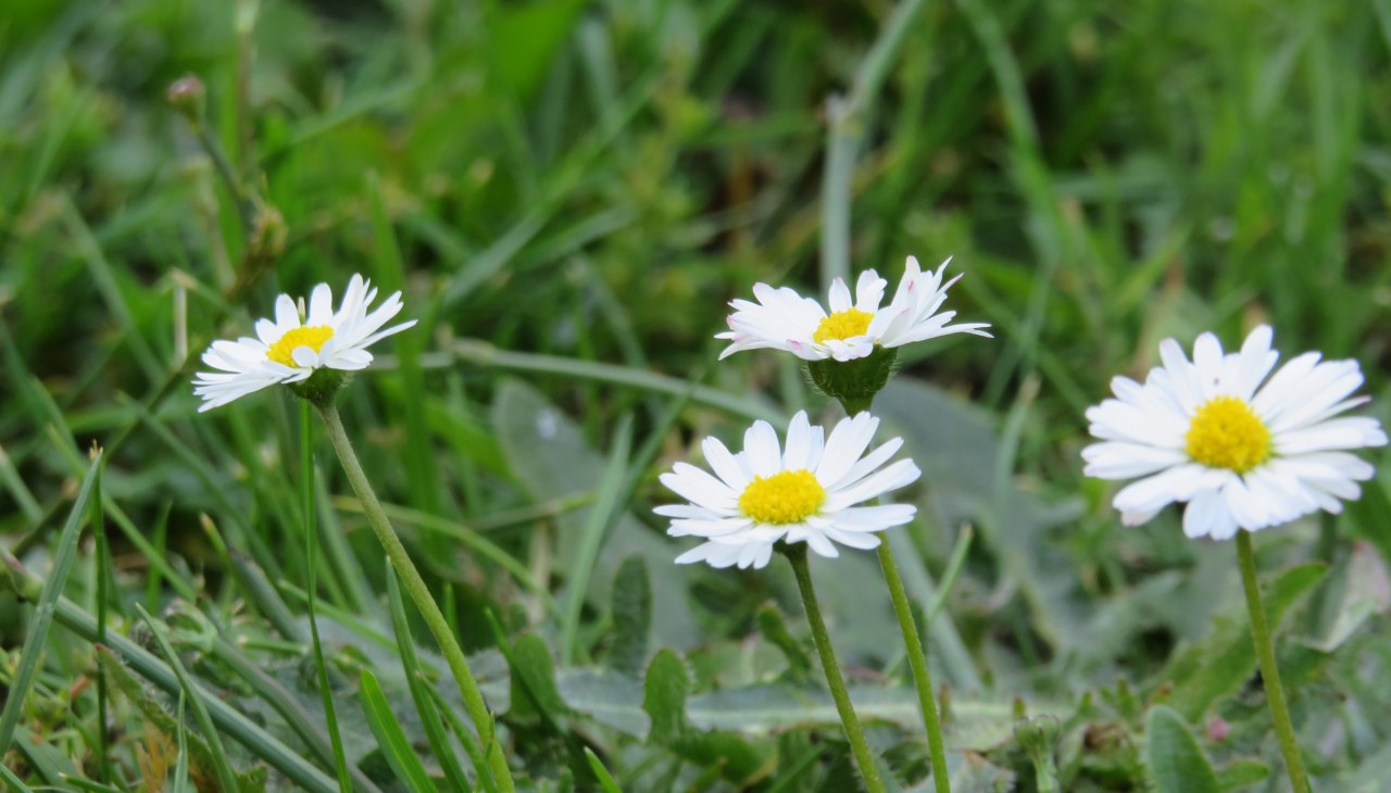 Kruidenwandeling met meneer Warnick, © IMG_0893.JPG Kruidenwandeling met meneer Warnick, © IMG_0893.JPG
