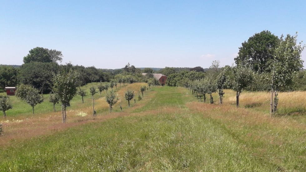 Orchard meadow // © Mosterei Kneese/Paula Markert Orchard meadow // © Mosterei Kneese/Paula Markert