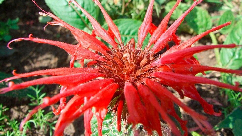 Eetbare bloem van de Indische brandnetel, © Markus Ziegenhagen Eetbare bloem van de Indische brandnetel, © Markus Ziegenhagen