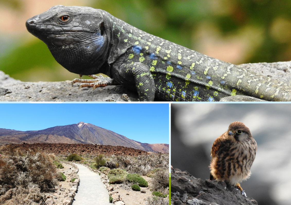 &copy; Regionalbiblbiothek Neubrandenburg