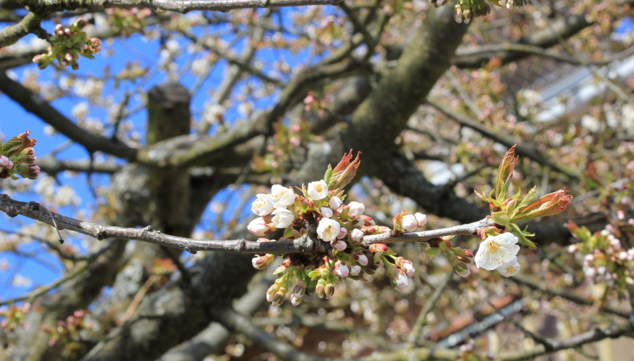 Fruitbloesem bij de Winkelkraut wilde kruidenboerderij, © Wildkräuterhof Winkelkraut / Antje Conrad