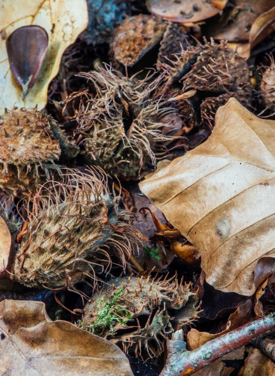 Beukennootjes liggen op de bosgrond, vers van de boom