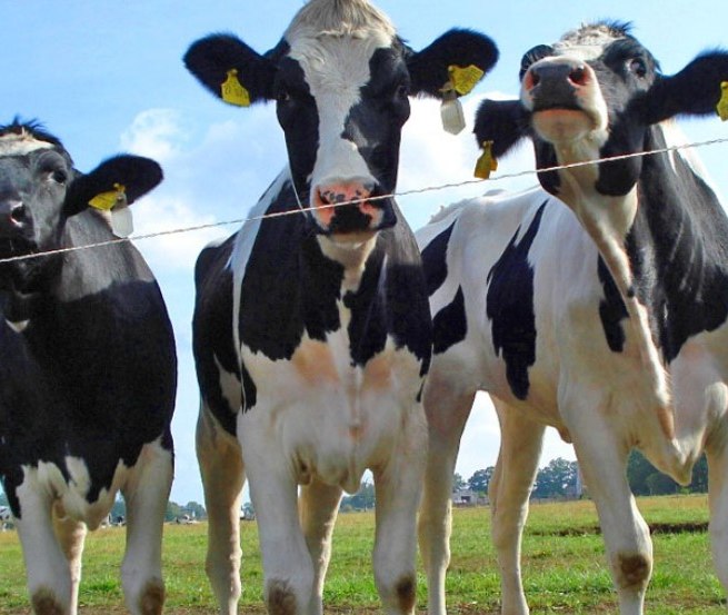 Die 1.000 flei&szlig;igen Milchk&uuml;he produzieren bis zu zehn Millionen Kg Milch pro Jahr // &copy; AGP L&uuml;besse