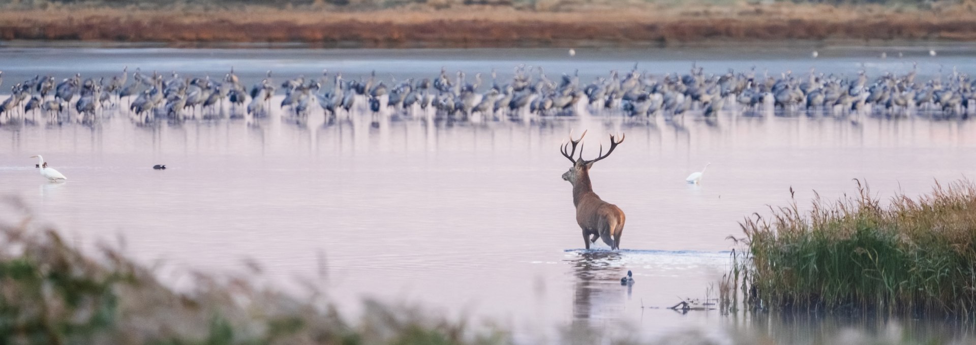Een hert waadt bij zonsopgang door het ondiepe water, omringd door riet en een groep kraanvogels op de achtergrond.