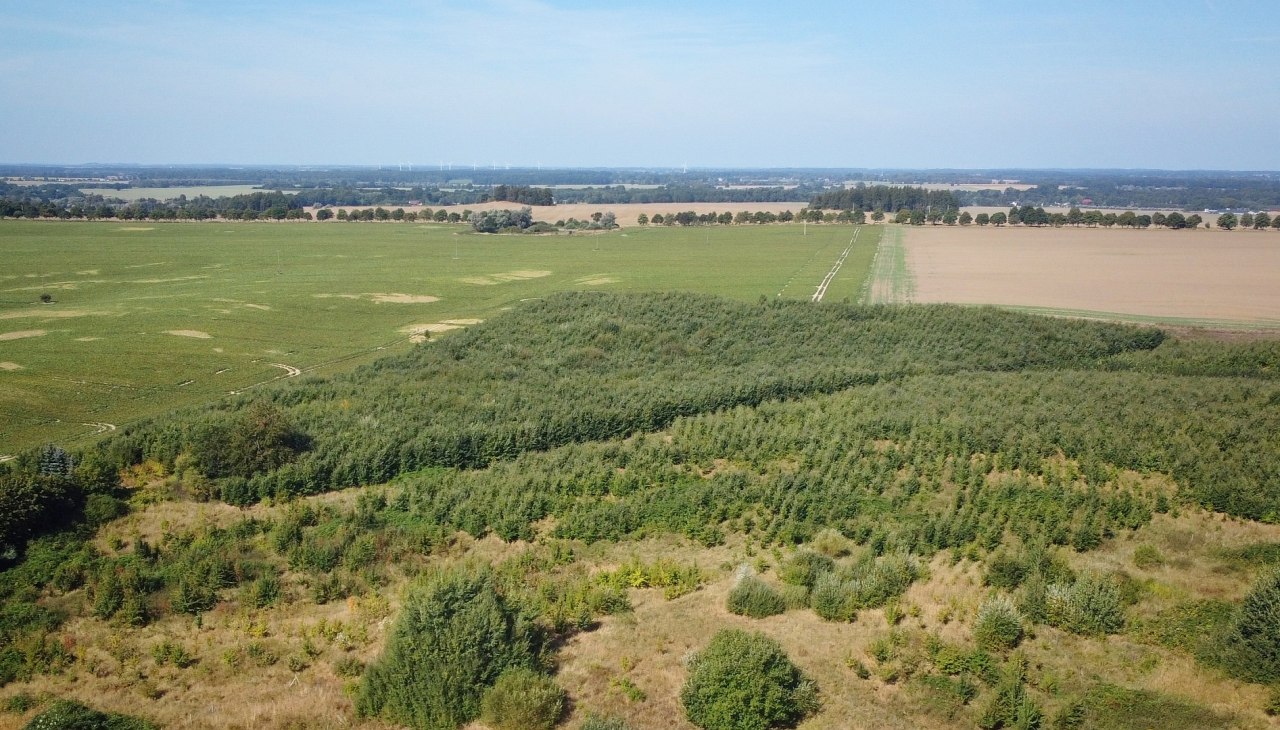 Klimawald Haren Steinfeld, © Landesforst MV Klimawald Haren Steinfeld, © Landesforst MV