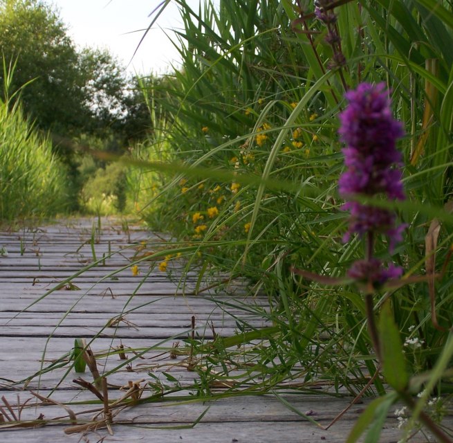 &copy; Kurverwaltung Feldberger Seenlandschaft