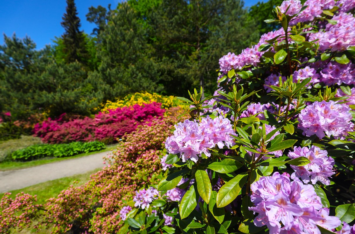 Kleurrijke rododendrons in het kuuroord aan de Oostzee Graal-Müritz - een paradijs voor natuurliefhebbers en wandelaars. // © MV-T/Gohlke Kleurrijke rododendrons in het kuuroord aan de Oostzee Graal-Müritz - een paradijs voor natuurliefhebbers en wandelaars. // © MV-T/Gohlke