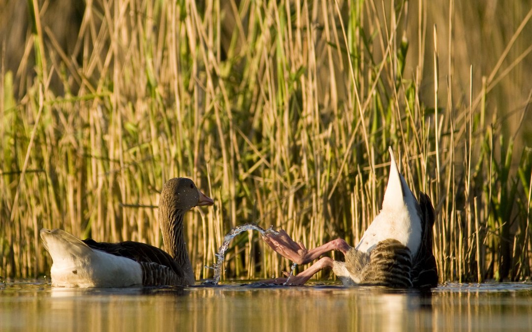 Je kunt wild spotten op geselecteerde tours met onze gespecialiseerde gidsen., © Jan Noack