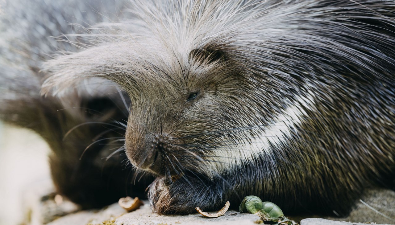 TheresaLangeFotografie_TIERGARTEN_NEUSTRELITZ_043, © Theresa Lange Fotografie TheresaLangeFotografie_TIERGARTEN_NEUSTRELITZ_043, © Theresa Lange Fotografie