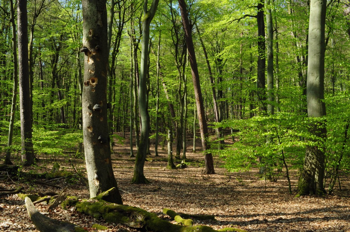 In the realm of beech trees_LüH, © B. Lüthi Herrmann In the realm of beech trees_LüH, © B. Lüthi Herrmann