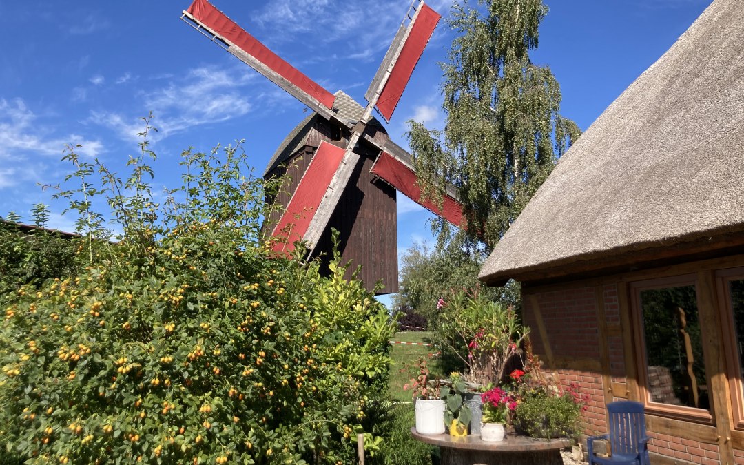 De rood gestipte vleugels staan in de wind, © Martin Weidemeier