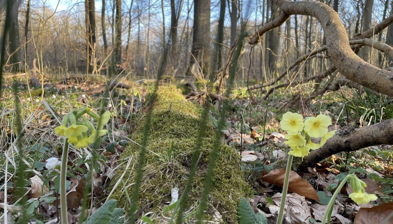 Koeienvlaai 2, © TZ Südliche Boddenküste Koeienvlaai 2, © TZ Südliche Boddenküste