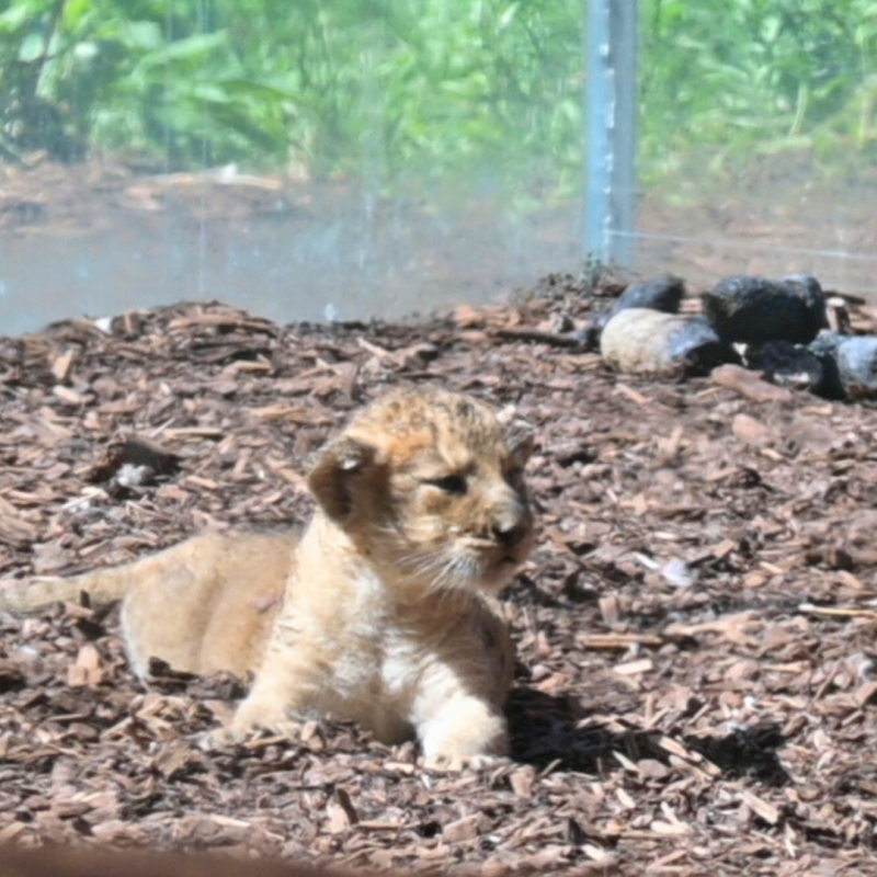 &copy; Zoo Schwerin
