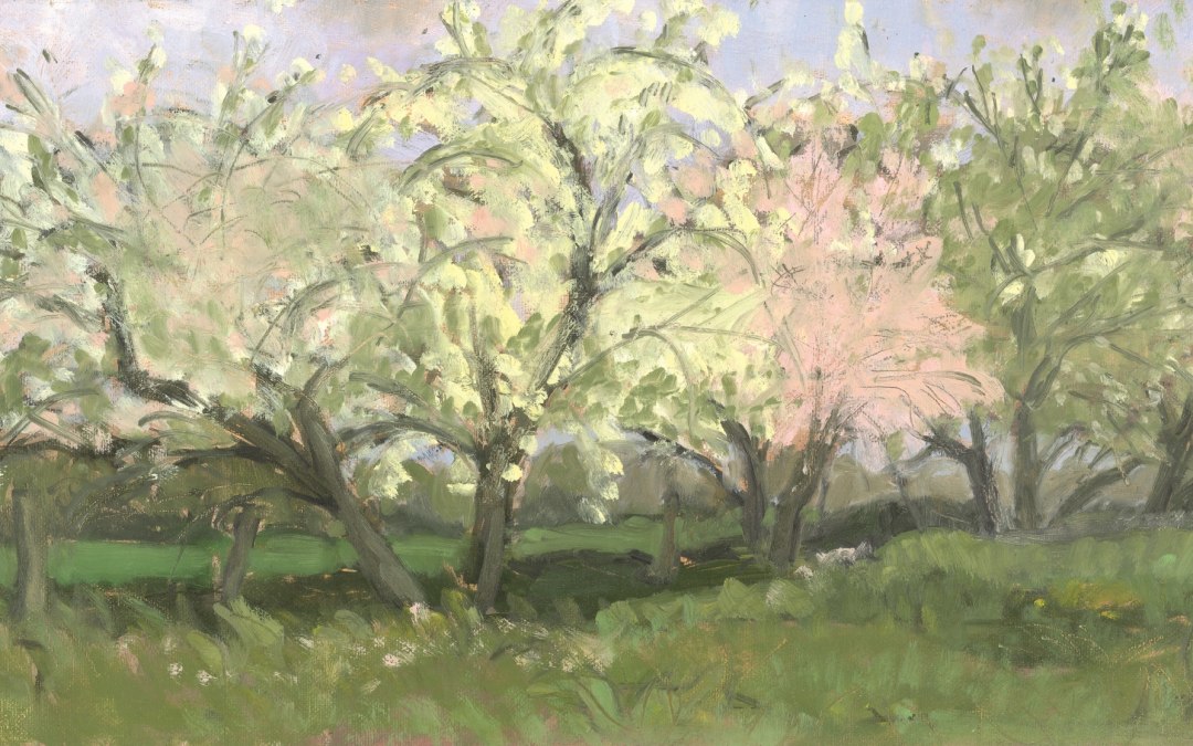 Apple blossom, © Irene Sohler