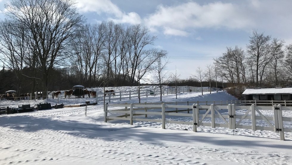 Ook in de winter is er veel te zien in Reiterhof Sallenthin, © Reiterhof Sallenthin