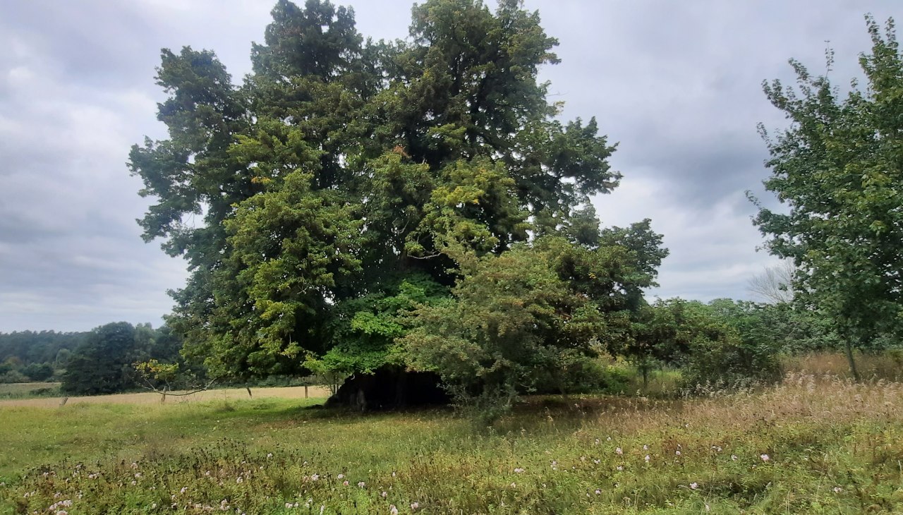 Oude linde, © Waren (Müritz)-Information Oude linde, © Waren (Müritz)-Information