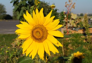 Sunflower // &copy; Nora Zender