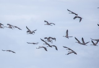 © Weiße Flotte GmbH © Weiße Flotte GmbH