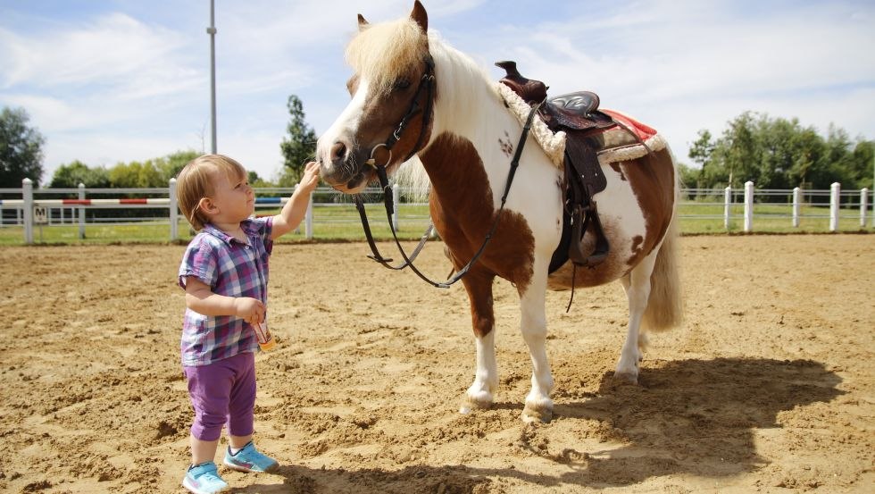 Large and small four-legged friends for all ages // © Pension Reitcamp Börgerende Large and small four-legged friends for all ages // © Pension Reitcamp Börgerende