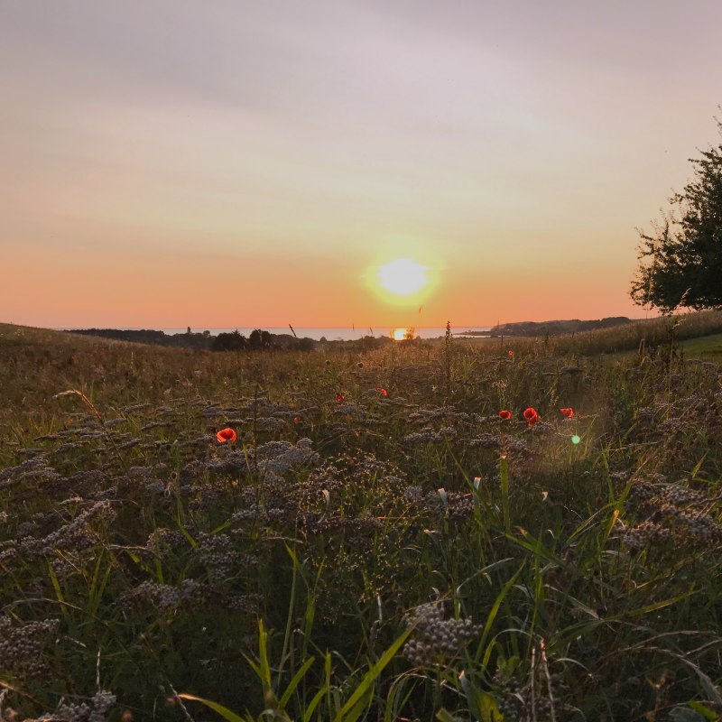 Speciale planten_KV, &copy; KV M&ouml;nchgut