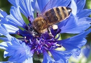 Unsere fleißigen Mitarbeiterinnen // © N.Triphahn Unsere fleißigen Mitarbeiterinnen // © N.Triphahn