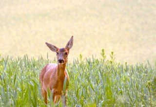 Ein Reh auf dem Acker // © Jef Leyssens Ein Reh auf dem Acker // © Jef Leyssens