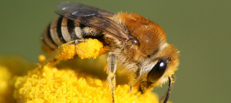 © Colletes sp - Hans Juergen Sessner