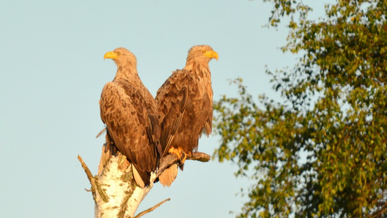 Een paartje zeearenden in de avondzon aan de oever van de Recknitz // &copy; Thomas Naumann