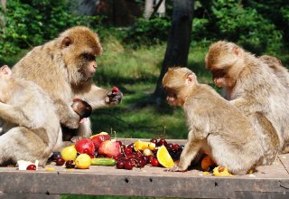 &copy; Tierpark Ueckerm&uuml;nde