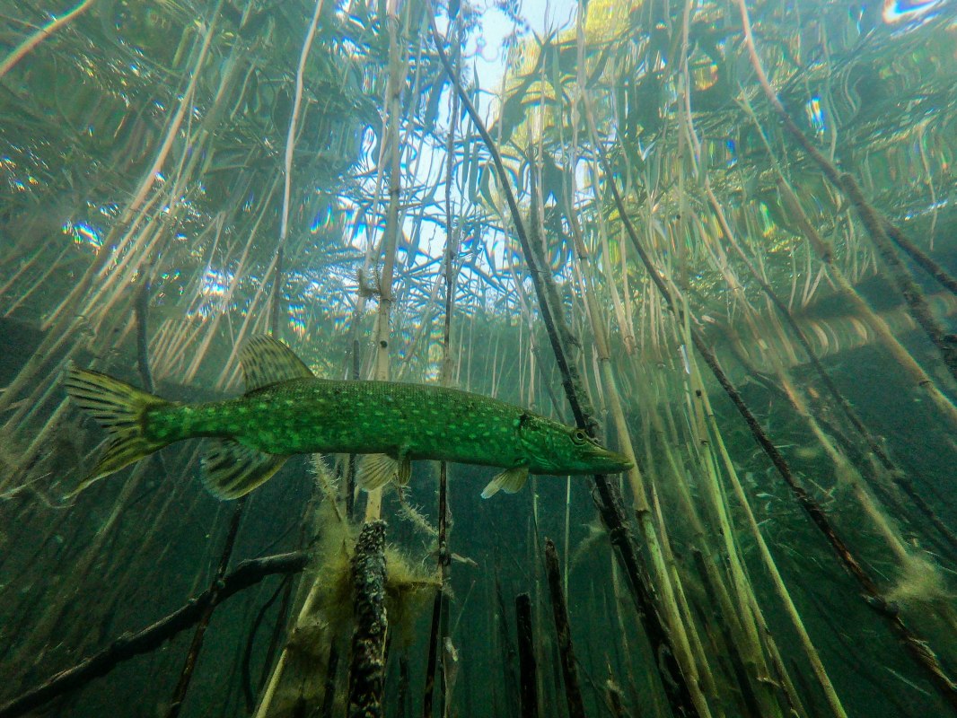 &copy; Tauchcenter Feldberg