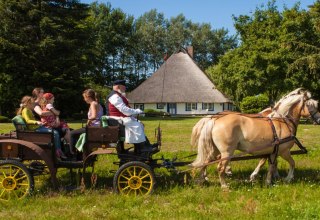 Mit den Haflingern zu den sch&ouml;nsten Pl&auml;tzen Ummanz&acute; // &copy; MV-T/Raff