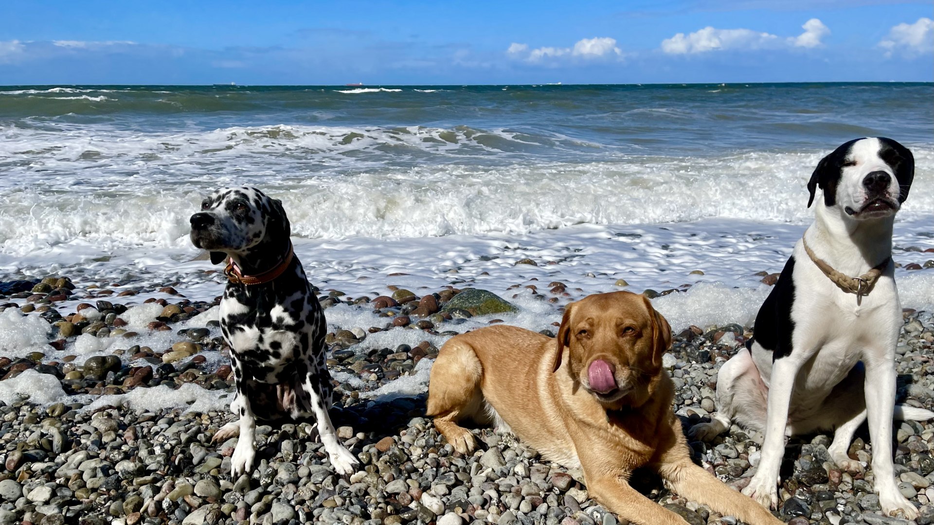 Three dogs sit and lie on a stony Baltic Sea beach in front of foaming waves and a blue sky.