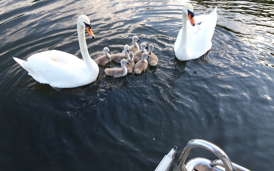 Dichtbij en persoonlijk met dieren, © Röbel-Boot