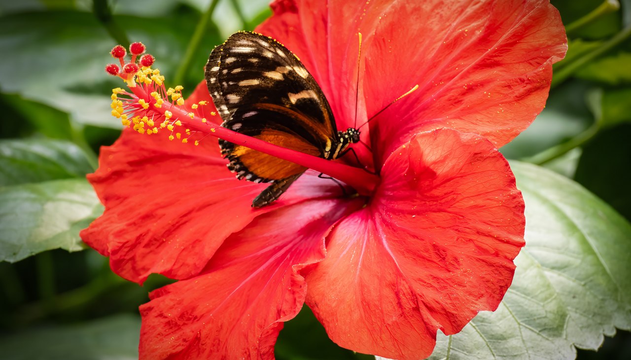 tiger passionsfalter, © Schmetterlingswelt Klütz