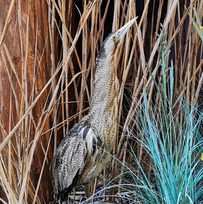The bittern is also known as the "moor ox" because of its call. // &copy; Naturpark Nossentiner/Schwinzer Heide