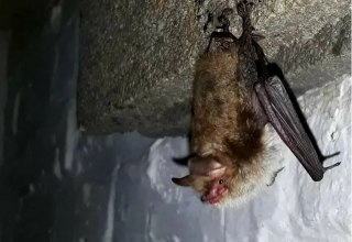 &copy; Bjarne Riesbeck