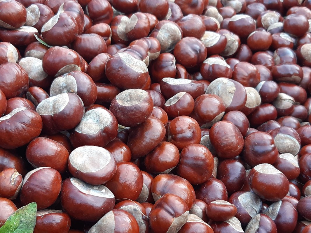 Chestnuts // &copy; Helen Andrews