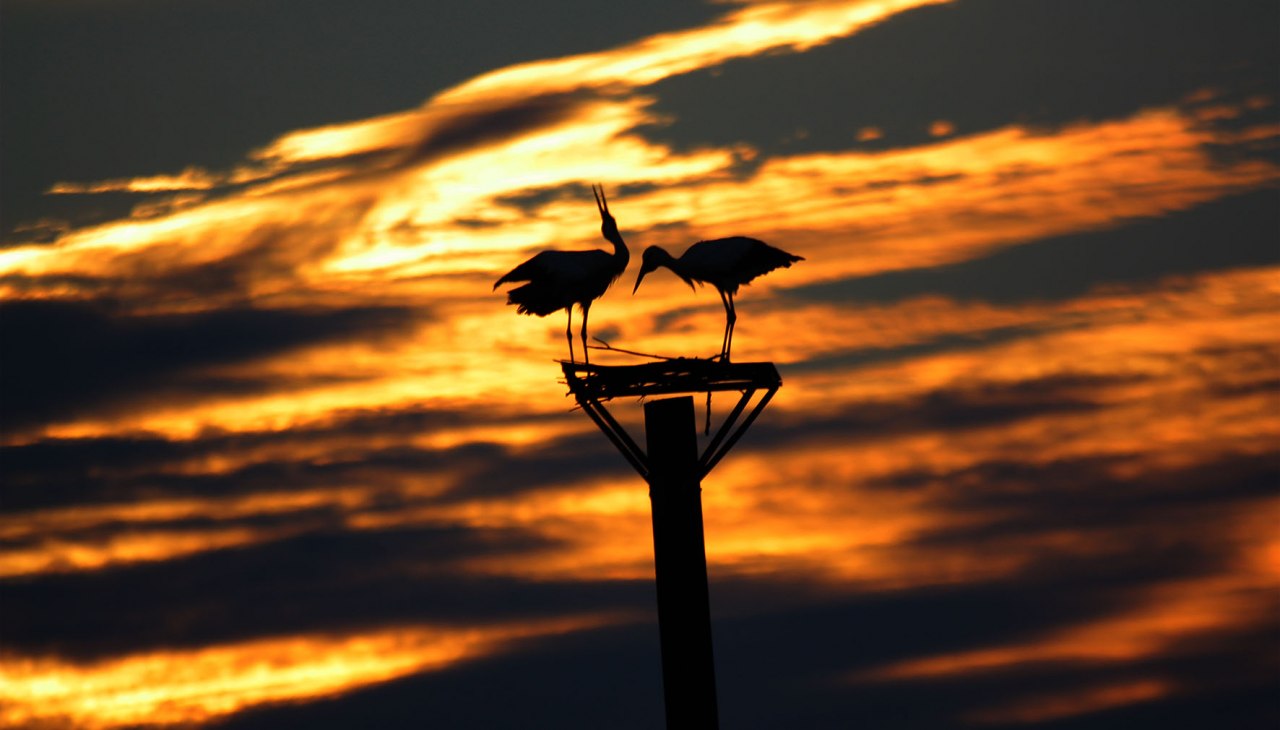 Swobodnie latające bociany pozostają w parku ptaków na zimę, © Vogelpark Marlow
