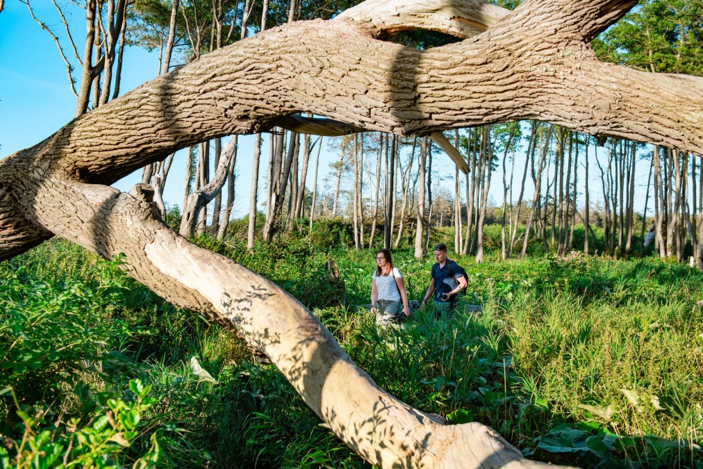 On the way in the coastal forest, © TMV/Tiemann