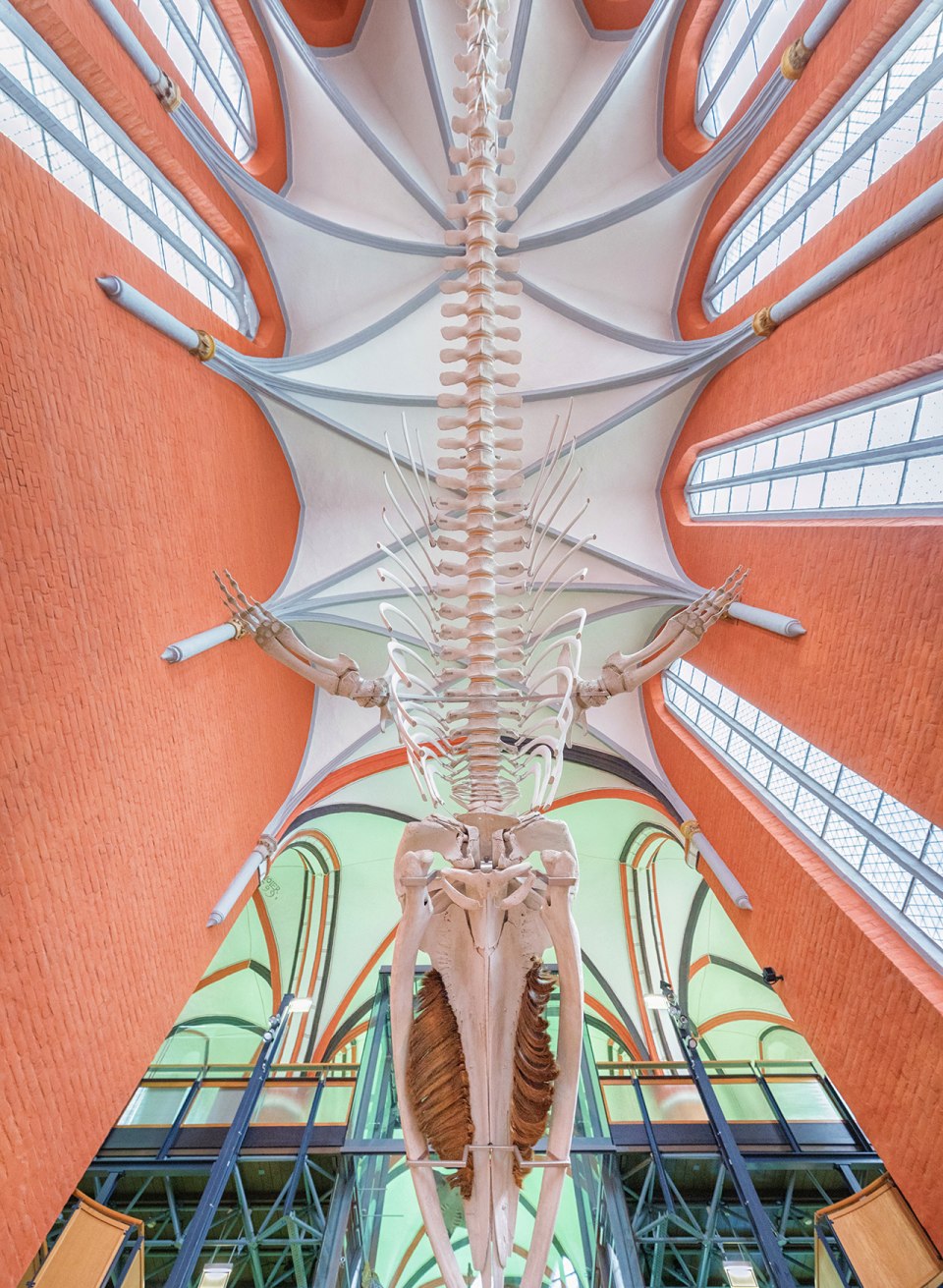 Onthuld - zo ziet het skelet van de vinvis er echt uit in het koor van de voormalige kloosterkerk - een hoogtepunt van de tentoonstelling, © Anke Neumeister