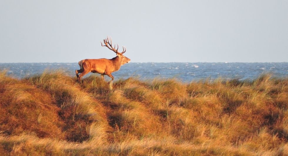 Herten in de duinen bij Darßer Ort, © TMV/Narkus